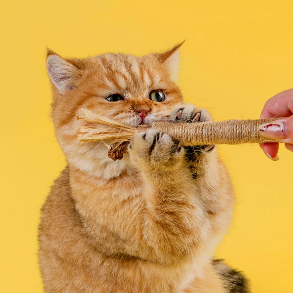5 Pack Silvervine Sticks Cat Chew Toys, Cat Dental Toy for Kitten Teeth Cleaning & Pet Friendly Gift
